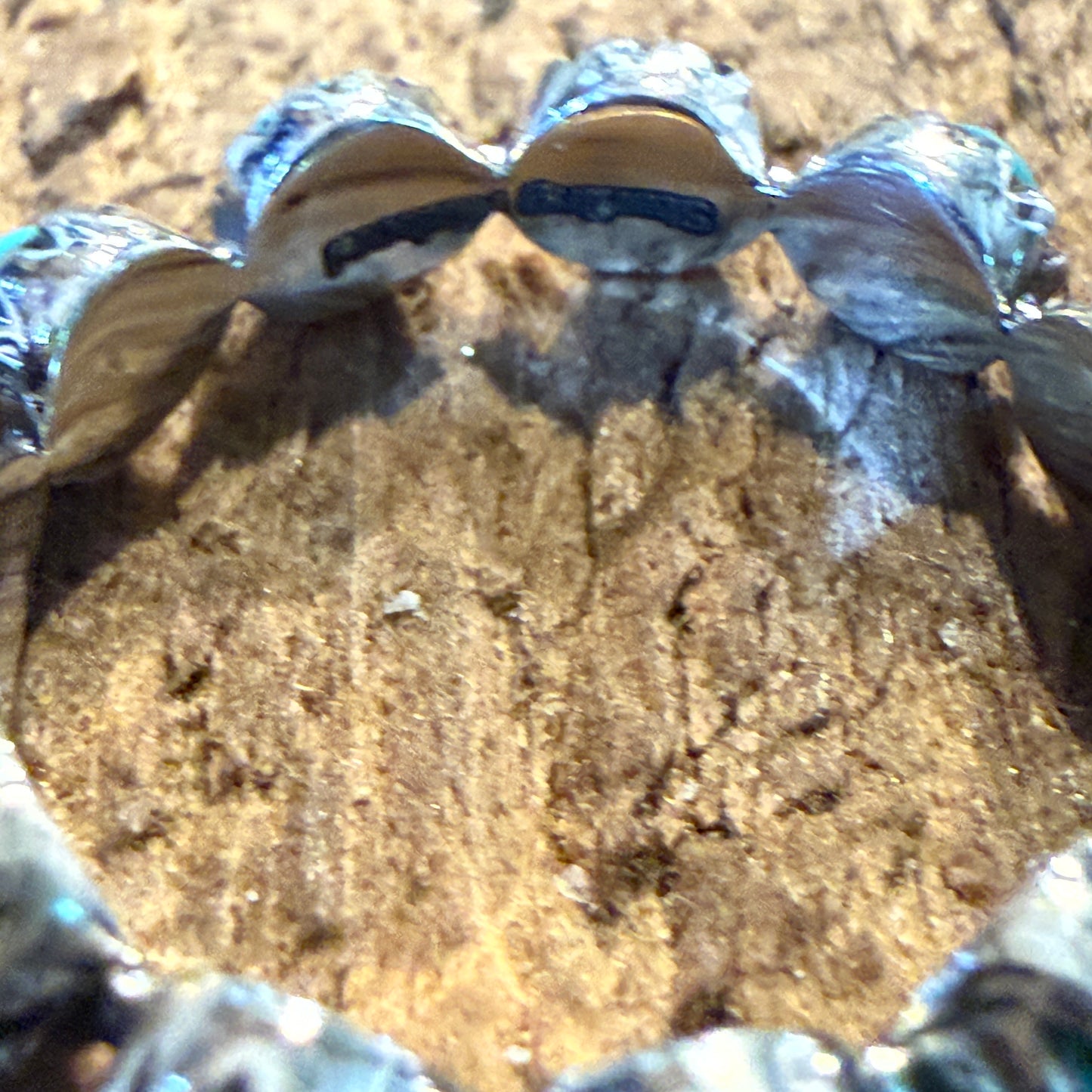 Kingman Turquoise Stackable Ring Sterling Silver Size 6